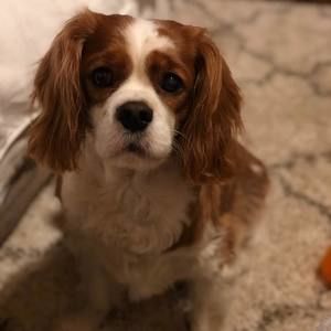 Meet your Posher, Isabel